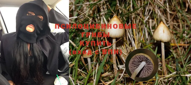 это клад  KRAKEN как войти  Раменское  Псилоцибиновые грибы Magic Shrooms 